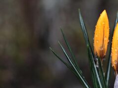 19 березня Україну затягне хмарами і майже скрізь йтиме дощ 19-березня-Україну-затягне-хмарами-і-майже-скрізь-йтиме-дощ