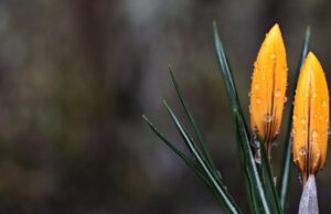 19 березня Україну затягне хмарами і майже скрізь йтиме дощ 19-березня-Україну-затягне-хмарами-і-майже-скрізь-йтиме-дощ