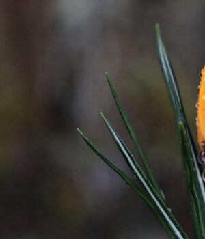 19-березня-Україну-затягне-хмарами-і-майже-скрізь-йтиме-дощ