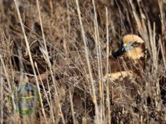 “Володар неба – на волі”: на Одещині у дику природу випустили яскравого хижого птаха “Володар-неба-–-на-волі”:-на-Одещині-у-дику-природу-випустили-яскравого-хижого-птаха