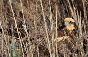 “Володар неба – на волі”: на Одещині у дику природу випустили яскравого хижого птаха “Володар-неба-–-на-волі”:-на-Одещині-у-дику-природу-випустили-яскравого-хижого-птаха