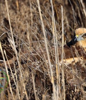 “Володар-неба-–-на-волі”:-на-Одещині-у-дику-природу-випустили-яскравого-хижого-птаха