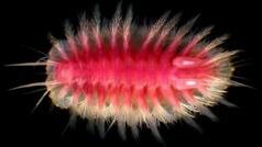 Як рештки китів сприяють розвитку морських екосистем Як-таємничі-морські-хижаки-поїдають-китів