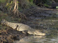 Довжиною 5 метрів і вагою півтонни: яка найбільша у світі рептилія Довжиною-5-метрів-і-вагою-півтонни:-яка-найбільша-у-світі-рептилія