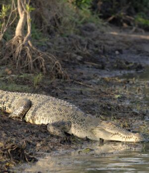 Довжиною-5-метрів-і-вагою-півтонни:-яка-найбільша-у-світі-рептилія
