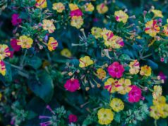 Рослини для нічного саду, які зроблять сад ароматним та привабливим для запилювачів Рослини-для-нічного-саду,-які-зроблять-сад-ароматним-та-привабливим-для-запилювачів