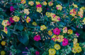 Рослини для нічного саду, які зроблять сад ароматним та привабливим для запилювачів Рослини-для-нічного-саду,-які-зроблять-сад-ароматним-та-привабливим-для-запилювачів