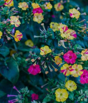 Рослини-для-нічного-саду,-які-зроблять-сад-ароматним-та-привабливим-для-запилювачів