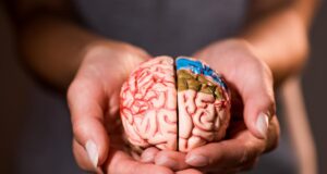 Що їсти для здоров’я мозку: експерти з харчування назвали 7 продуктів Що-їсти-для-здоров’я-мозку:-експерти-з-харчування-назвали-7-продуктів