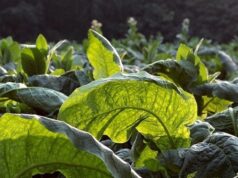 Увага до законодавства: Вимоги щодо вирощування та реалізації тютюну в Україні Дотримуйтеся-законодавчих-вимог-у-діяльності-з-тютюном