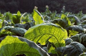 Увага до законодавства: Вимоги щодо вирощування та реалізації тютюну в Україні Дотримуйтеся-законодавчих-вимог-у-діяльності-з-тютюном