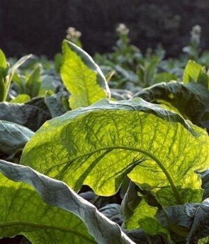 Дотримуйтеся-законодавчих-вимог-у-діяльності-з-тютюном Дотримуйтеся-законодавчих-вимог-у-діяльності-з-тютюном