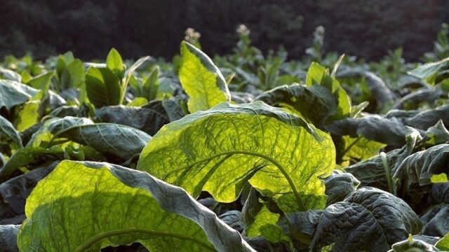 Увага до законодавства: Вимоги щодо вирощування та реалізації тютюну в Україні Дотримуйтеся-законодавчих-вимог-у-діяльності-з-тютюном