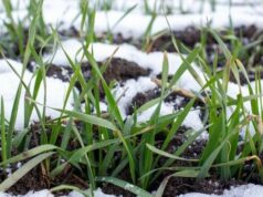 Коли та які сидерати сіяти навесні: найкращі рослини від бур’янів Коли-та які-сидерати-сіяти-навесні:-найкращі-рослини-від-бур’янів