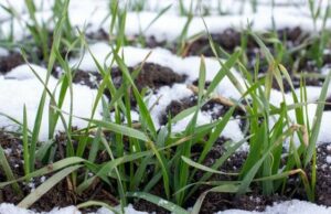 Коли та які сидерати сіяти навесні: найкращі рослини від бур’янів Коли-та які-сидерати-сіяти-навесні:-найкращі-рослини-від-бур’янів