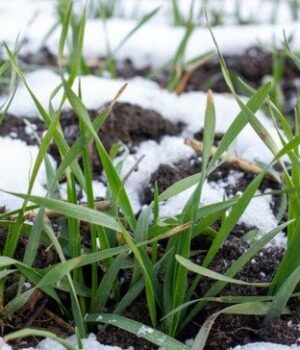 Коли-та які-сидерати-сіяти-навесні:-найкращі-рослини-від-бур’янів Коли-та які-сидерати-сіяти-навесні:-найкращі-рослини-від-бур’янів