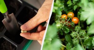 Паростки з’являться вже на третій день: як швидко проростити насіння томатів Паростки-з’являться-вже-на-третій-день:-як-швидко-проростити-насіння-томатів