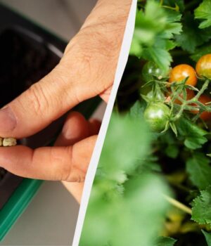 Паростки-з’являться-вже-на-третій-день:-як-швидко-проростити-насіння-томатів