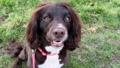 Дослідження виявило проблеми поведінки у дизайнерських порід собак Що-не-так-з-“дизайнерськими”-породами-собак