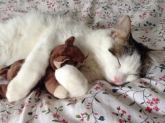 Пухнасті колекціонери: топ-7 дивних предметів, які збирають коти Пухнасті-колекціонери:-топ-7-дивних-предметів,-які-збирають-коти