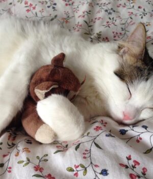 Пухнасті-колекціонери:-топ-7-дивних-предметів,-які-збирають-коти Пухнасті-колекціонери:-топ-7-дивних-предметів,-які-збирають-коти