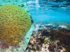 На “мертвому дні” океану дослідники знайшли цілий новий світ з підводних коралів На-“мертвому-дні”-океану-дослідники-знайшли-цілий-новий-світ-з-підводних-коралів