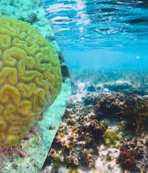 На-“мертвому-дні”-океану-дослідники-знайшли-цілий-новий-світ-з-підводних-коралів