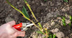 Весняна обрізка троянд стимулює цвітіння: влітку розквітнуть як ніколи раніше Весняна-обрізка-троянд-стимулює-цвітіння:-влітку-розквітнуть-як-ніколи-раніше