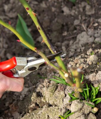 Весняна обрізка троянд стимулює цвітіння: влітку розквітнуть як ніколи раніше Весняна-обрізка-троянд-стимулює-цвітіння:-влітку-розквітнуть-як-ніколи-раніше