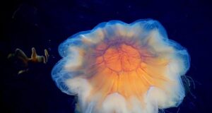 Гігант без мозку, кісток та з 1000 жалами: визначено найдовшу у світі тварину з океану Гігант-без-мозку,-кісток-та-з-1000-жалами:-визначено-найдовшу-у-світі-тварину-з-океану