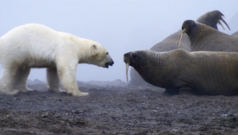 Легендарна битва ведмедя і моржів: як зміна клімату впливає на виживання видів “Це-була-битва-титанів”:-легендарний-момент,-коли-один-ведмідь-зіткнувся-зі-стадом-моржів