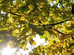 Погода в Україні 22 березня: сонячний понеділок без опадів Погода в Україні 22 березня: сонячний понеділок без опадів