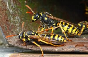 Безпечно позбутися гнізда земляних ос можна: фахівець поділився секретом Безпечно-позбутися-гнізда-земляних-ос-можна:-фахівець-поділився-секретом