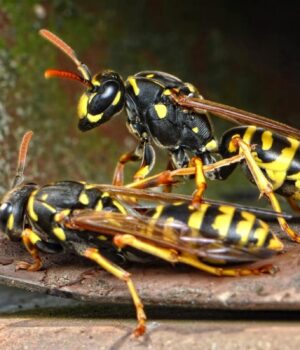 Безпечно-позбутися-гнізда-земляних-ос-можна:-фахівець-поділився-секретом