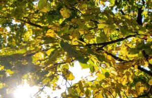 Погода в Україні 22 березня: сонячний понеділок без опадів Погода в Україні 22 березня: сонячний понеділок без опадів