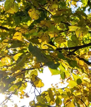 Погода в Україні 22 березня: сонячний понеділок без опадів