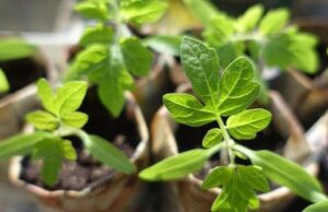 Як вирощувати розсаду помідорів, перцю та капусти вдома: досвідчена городниця поділилася двома методами Як вирощувати-розсаду-помідорів,-перцю-та капусти-вдома:-досвідчена-городниця-поділилася-двома-методами