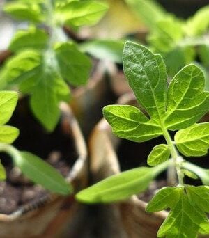 Як вирощувати-розсаду-помідорів,-перцю-та капусти-вдома:-досвідчена-городниця-поділилася-двома-методами