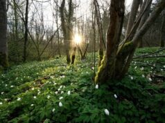 Погода на 24 березня: які області стануть найтеплішими та де пройде дощ Погода-на 24 березня:-які-області-стануть-найтеплішими-та де пройде-дощ