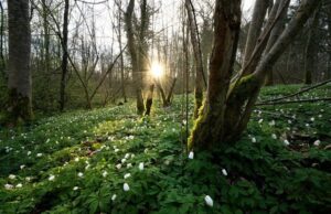 Погода на 24 березня: які області стануть найтеплішими та де пройде дощ Погода-на 24 березня:-які-області-стануть-найтеплішими-та де пройде-дощ