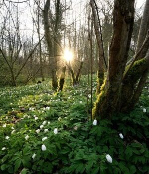 Погода-на 24 березня:-які-області-стануть-найтеплішими-та де пройде-дощ