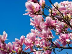 24 березня Україну розігріє до +18°: де погода порадує найбільше 24-березня-Україну-розігріє-до-+18°:-де-погода-порадує-найбільше