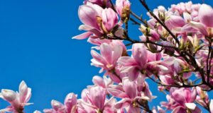 24 березня Україну розігріє до +18°: де погода порадує найбільше 24-березня-Україну-розігріє-до-+18°:-де-погода-порадує-найбільше