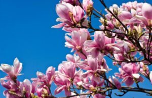 24 березня Україну розігріє до +18°: де погода порадує найбільше 24-березня-Україну-розігріє-до-+18°:-де-погода-порадує-найбільше