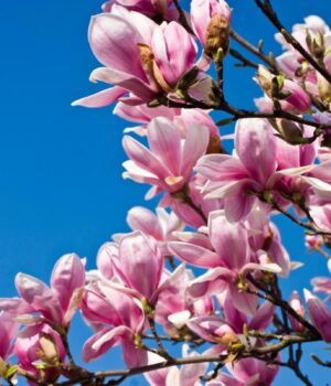 24-березня-Україну-розігріє-до-+18°:-де-погода-порадує-найбільше 24-березня-Україну-розігріє-до-+18°:-де-погода-порадує-найбільше