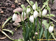 Тепло і майже без опадів: якою буде погода на Волині цього тижня Тепло-і-майже-без-опадів:-якою-буде-погода-на-Волині-цього-тижня