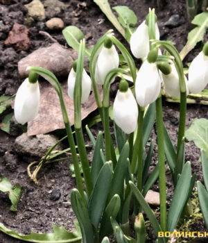 Тепло-і-майже-без-опадів:-якою-буде-погода-на-Волині-цього-тижня Тепло-і-майже-без-опадів:-якою-буде-погода-на-Волині-цього-тижня