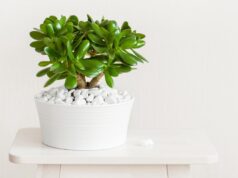 Що потрібно грошовому дереву в березні: прості поради для пишного росту Що-потрібно-грошовому-дереву-в-березні:-прості-поради-для-пишного-росту