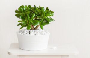 Що потрібно грошовому дереву в березні: прості поради для пишного росту Що-потрібно-грошовому-дереву-в-березні:-прості-поради-для-пишного-росту