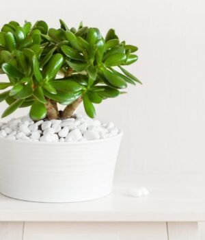 Що-потрібно-грошовому-дереву-в-березні:-прості-поради-для-пишного-росту